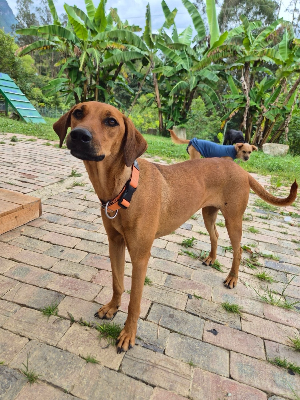 Canela