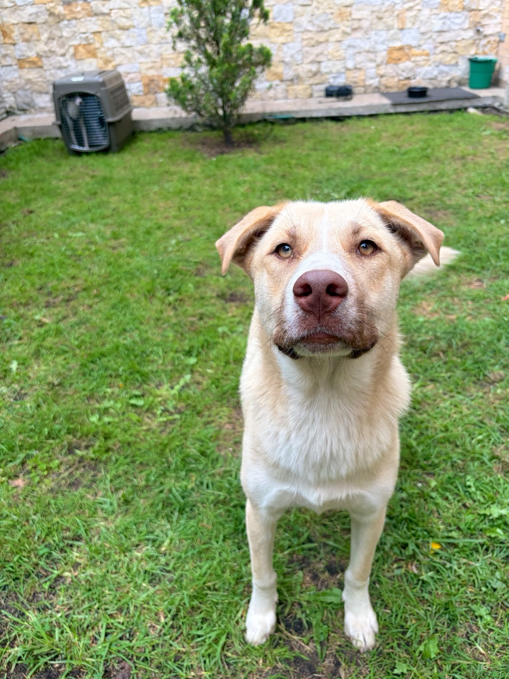 Lala